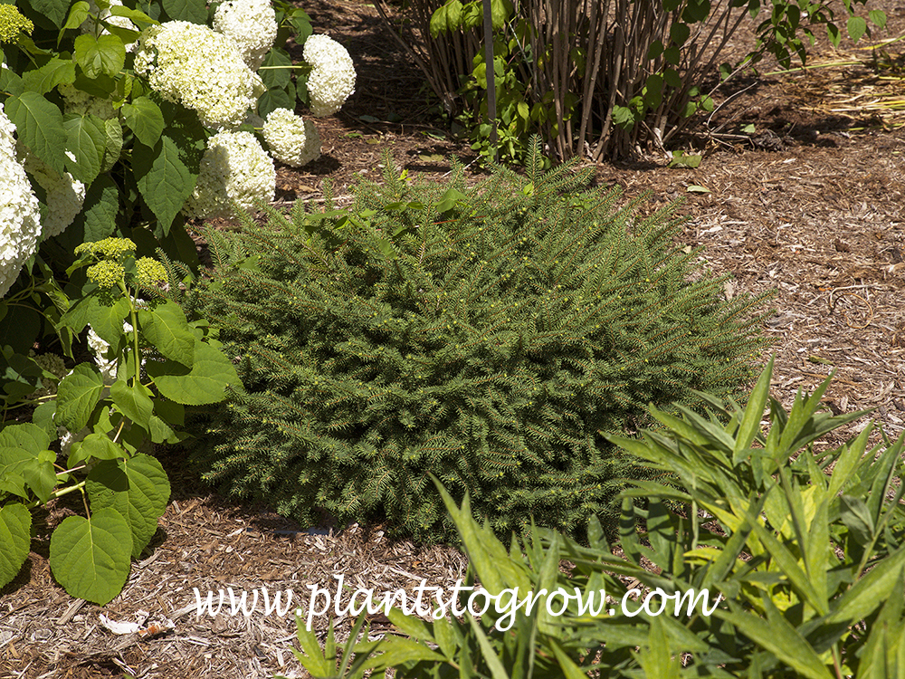 'Flat Top' Norway Spruce